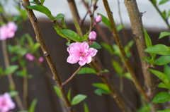 アリも花好き