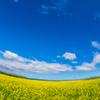 青空と菜の花