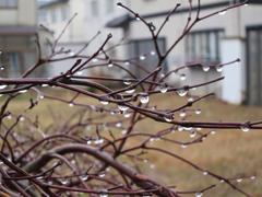 雨つぶが休んでいる。