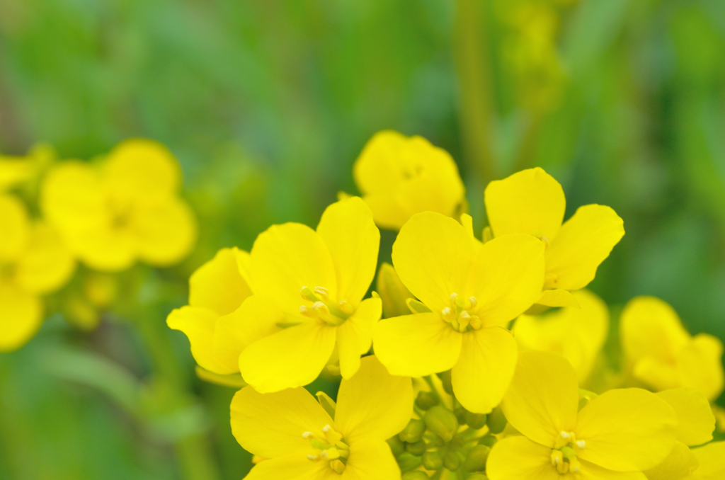 菜の花畑