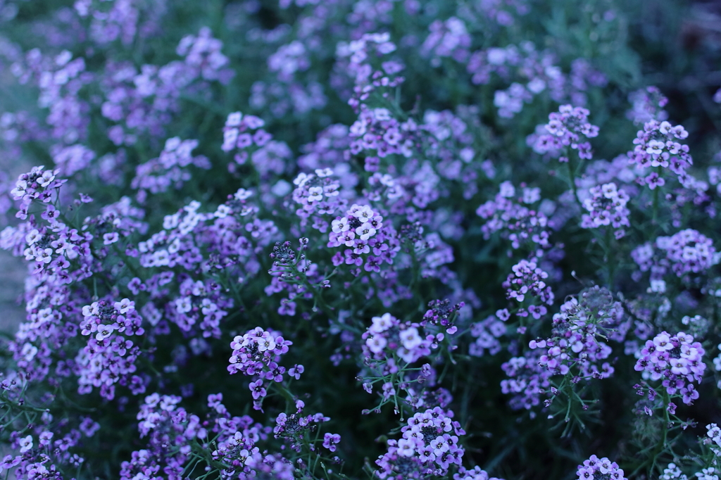 野の花