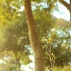 黄昏時