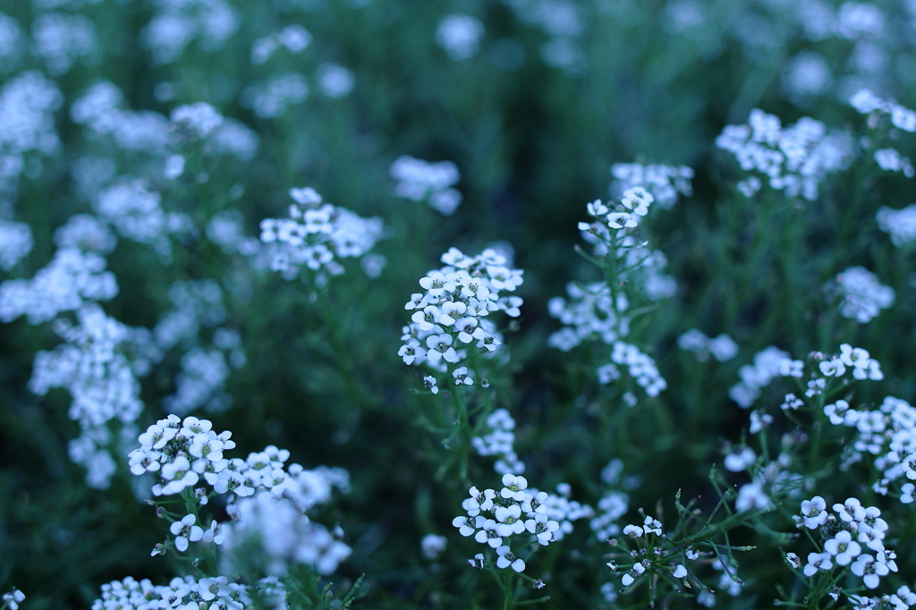 野の花