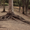 公園の樹々