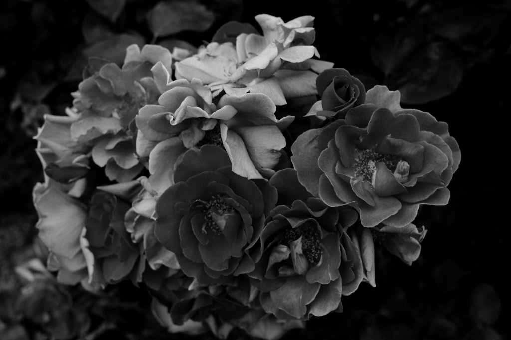 roses