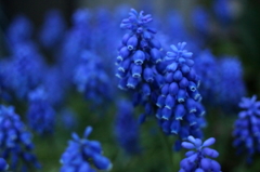 蒼