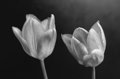 室内の花