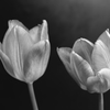 室内の花