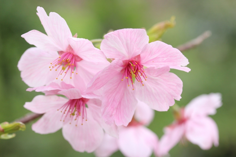 桜3