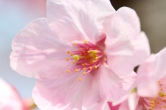 桜２