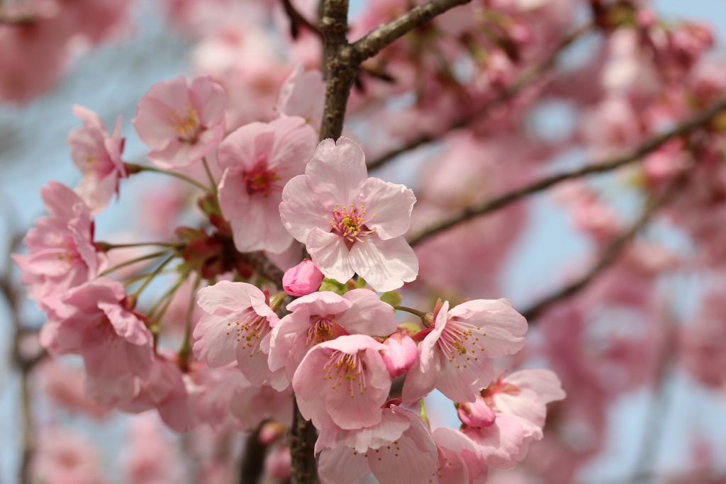 桜