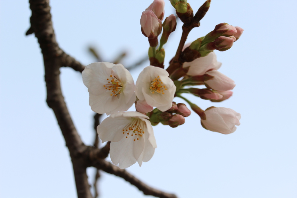 桜開花