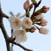 桜開花