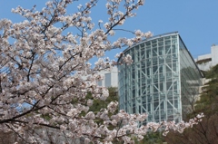 桜・・満開