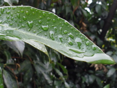 雨の跡