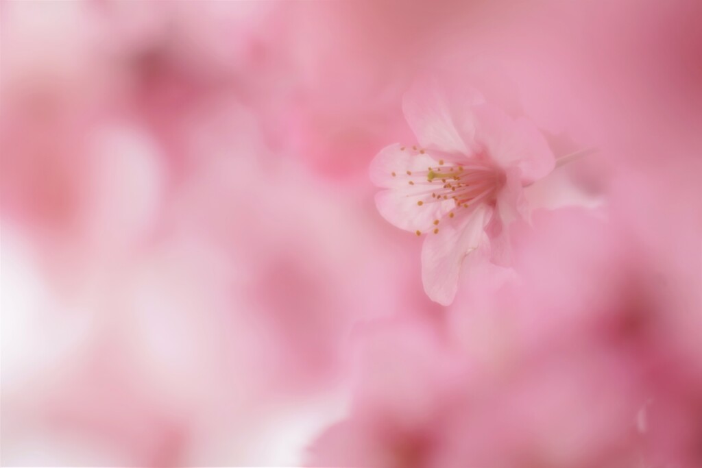 花に埋もれて