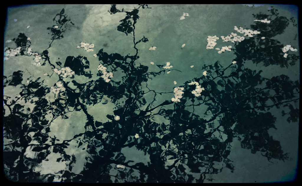 哀桜