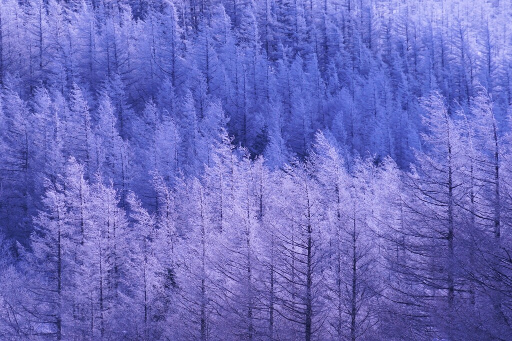 霧氷樹