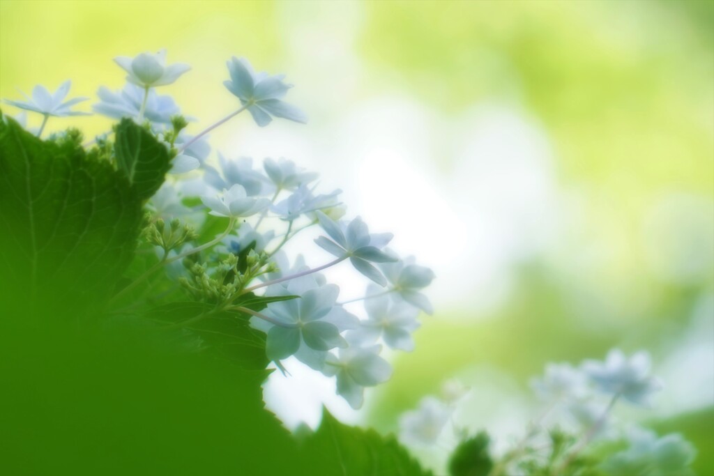 墨田の花火、好きです。