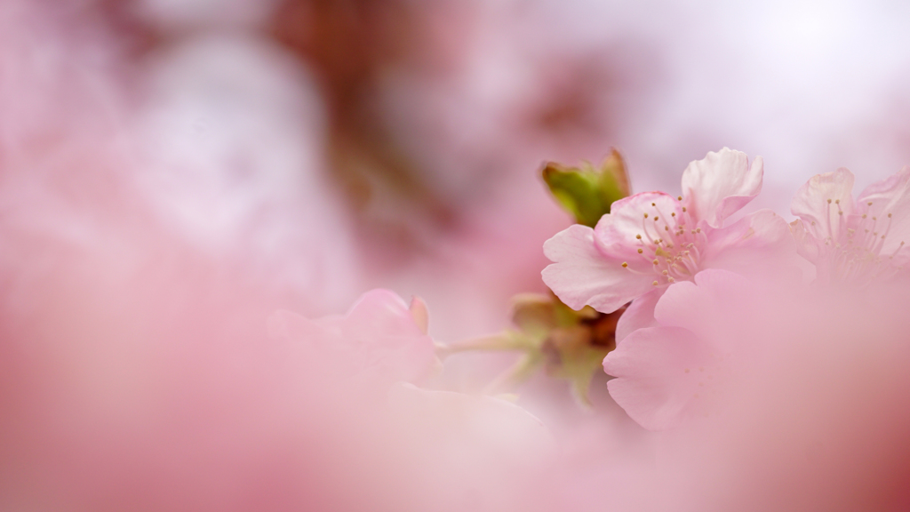 春です。