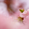 春です。