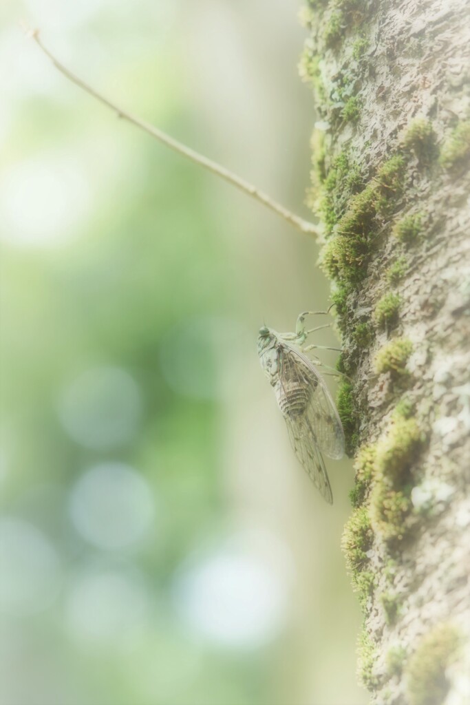 ツクツクボウシの鳴く頃