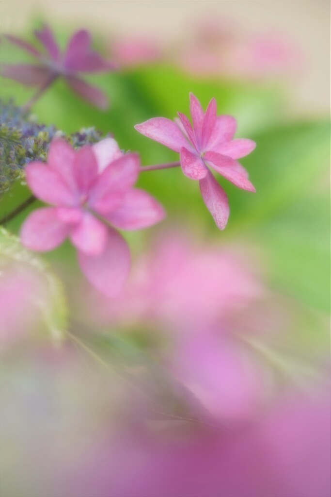 雨です。