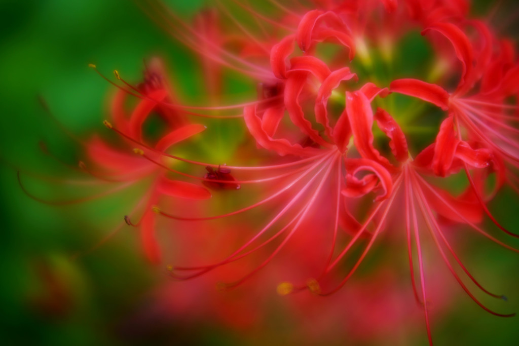 炎花
