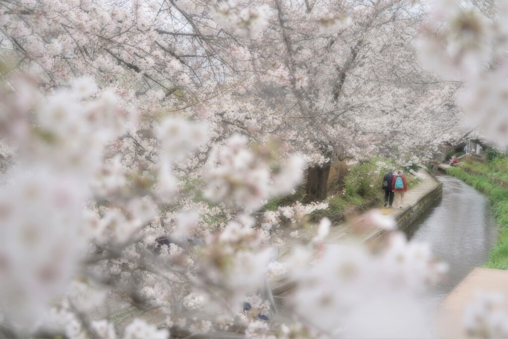 桜並木で