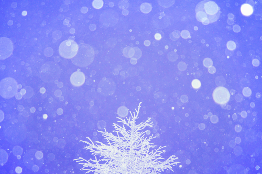 雪やこんこん♪