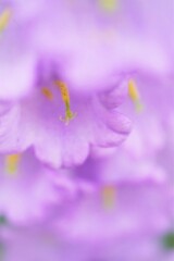 寄ってみたの