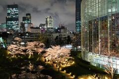 都会の夜桜３