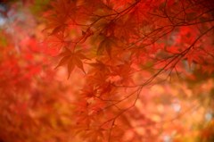かなたへ