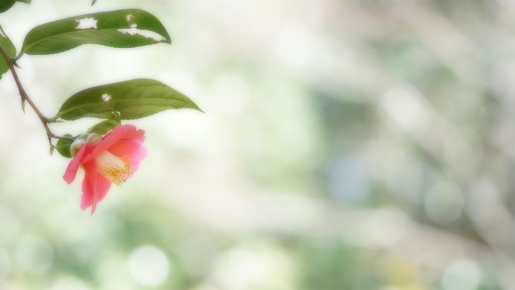 病葉（わくらば）の花