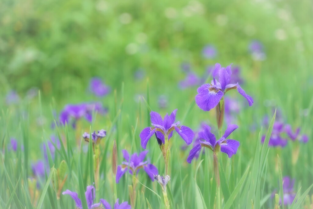 いずれが