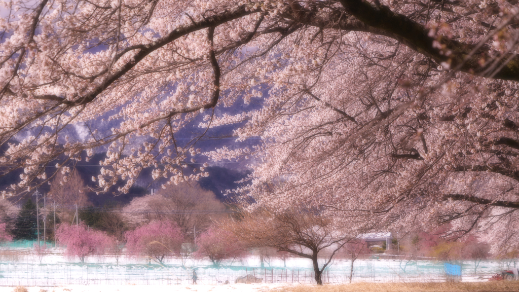 名残り雪
