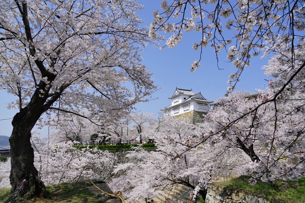 桜の城