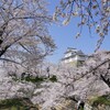 桜の城