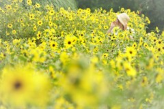 麦わら帽子のきみ