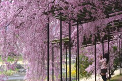 桜の木の下には
