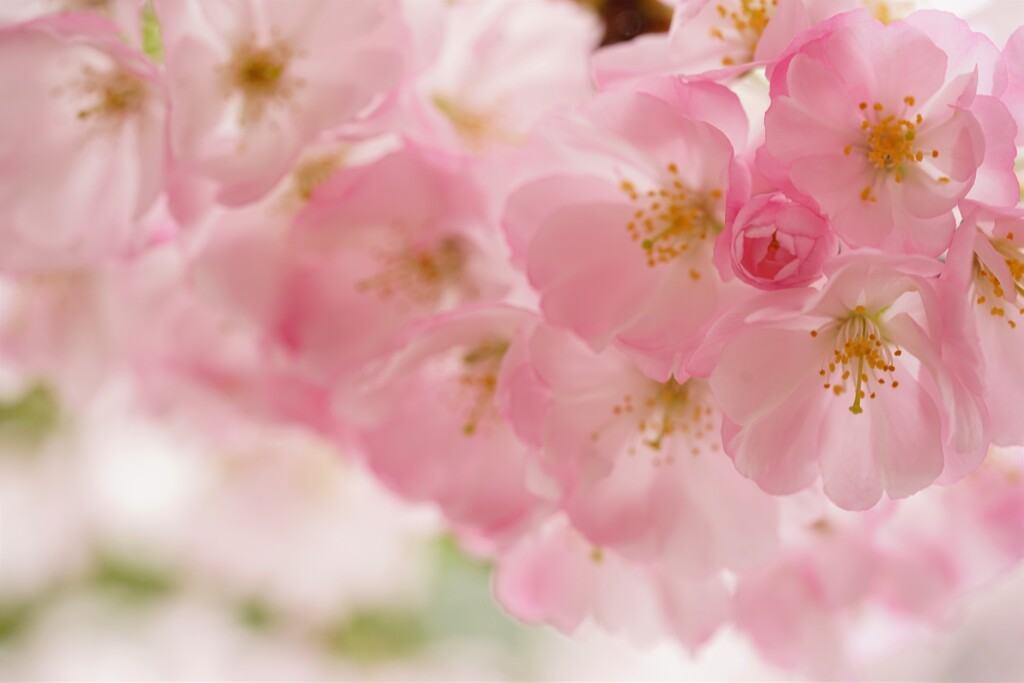 密な花