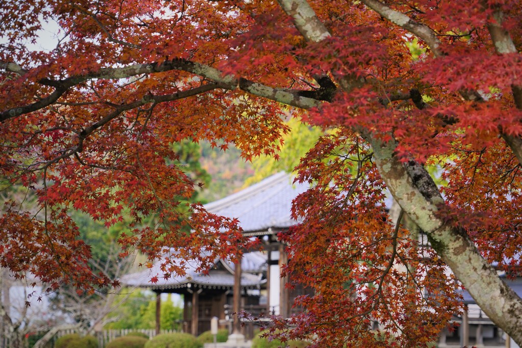 秋の日の