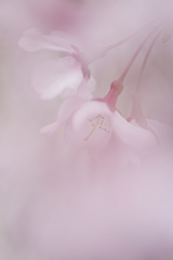 花姿