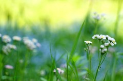 忘れな草と