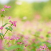 君もきれいだよ。