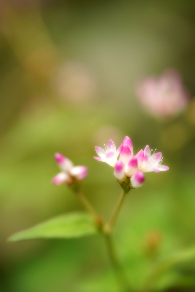 小さな花