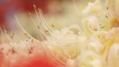 蜜月