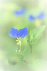 朝の出会い