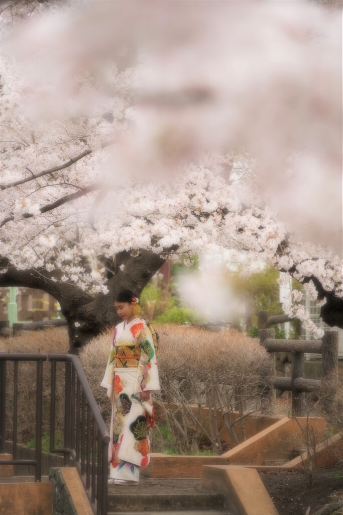 桜下美人