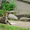 にゃに？